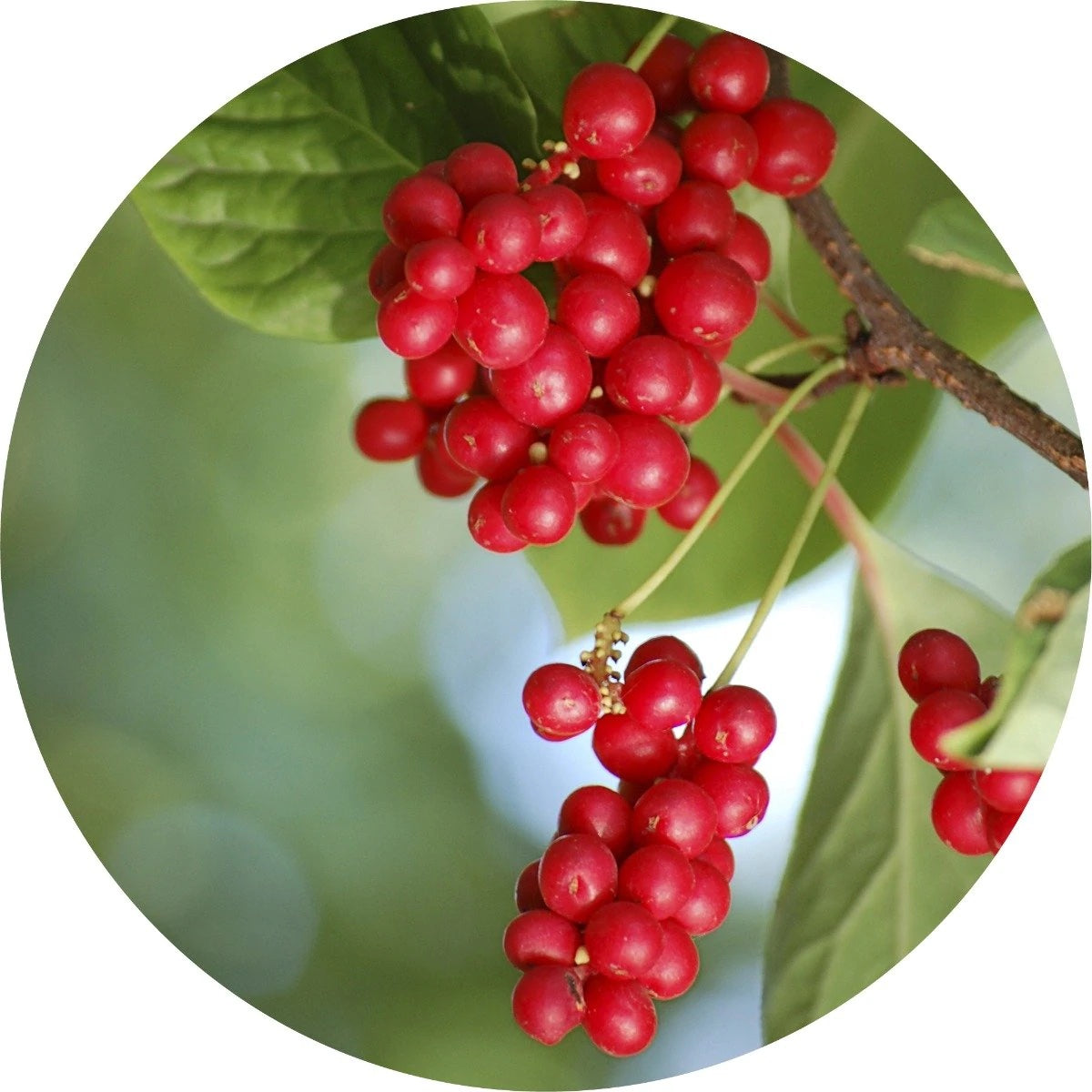 Living Libations Organic Schizandra Berry Essential Oil