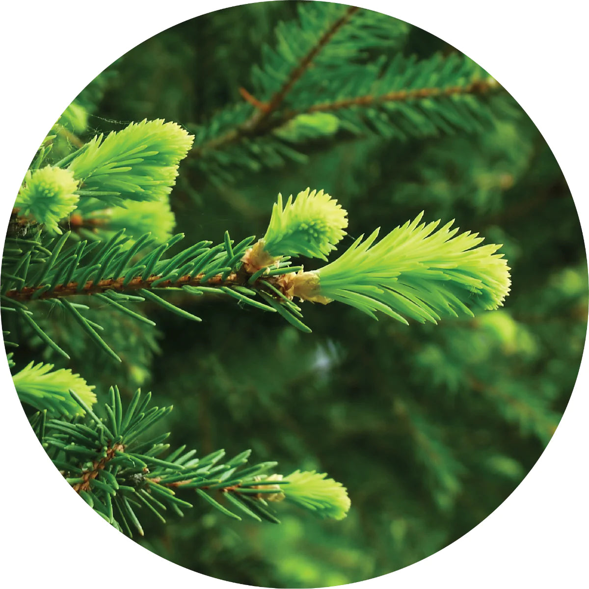Living Libations Grand Fir Essential Oil