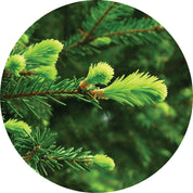 Living Libations Grand Fir Essential Oil
