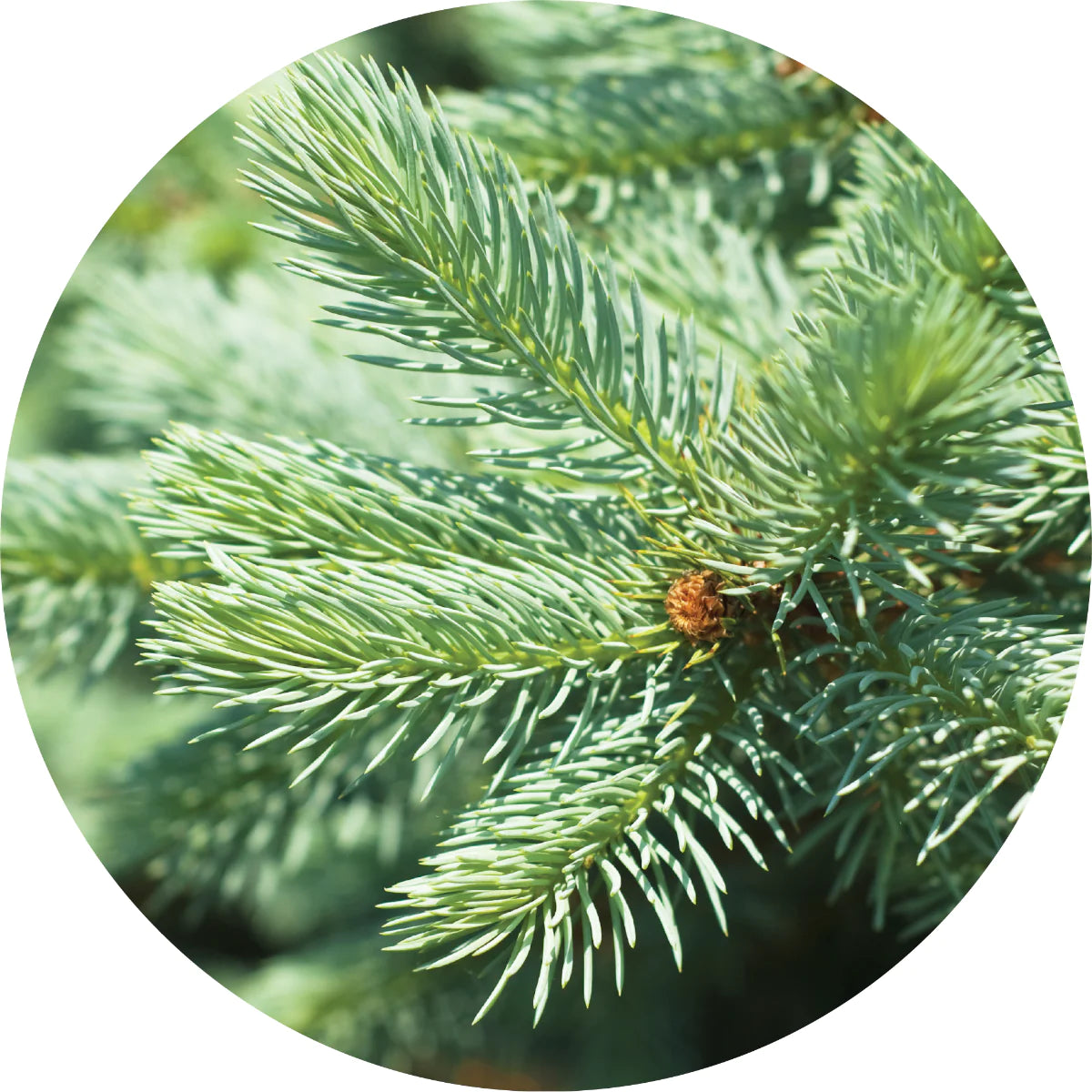 Living Libations Silver Fir Essential Oil