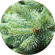 Living Libations Silver Fir Essential Oil
