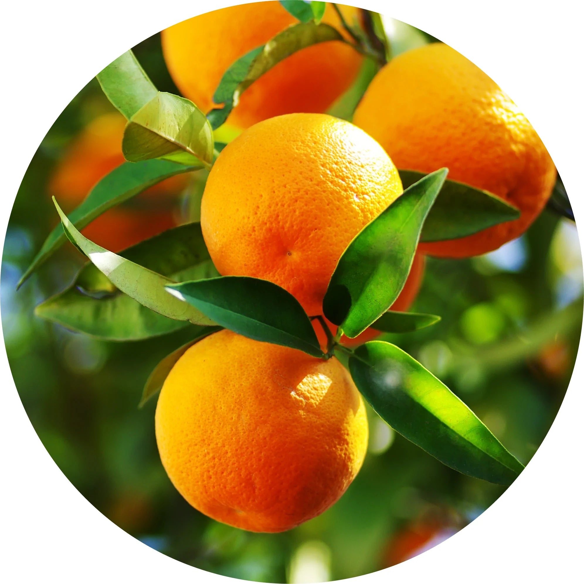 SweetOrange_1024x1024_2x_0b41f3a5-fb95-4c37-8f70-dcb1b2d0a437.webp