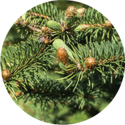 Christmas Tree Essential Oil