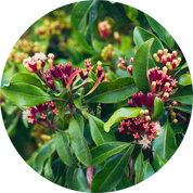 Clove Bud Essential Oil