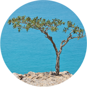 Frankincense Carterii Essential Oil