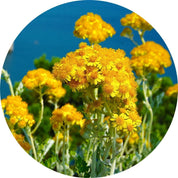 Immortelle Essential Oil