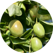 Jojoba Organic Oil