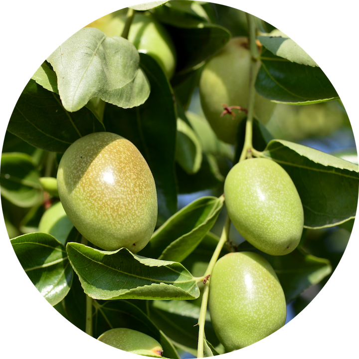 jojoba_eo_circle_image.png