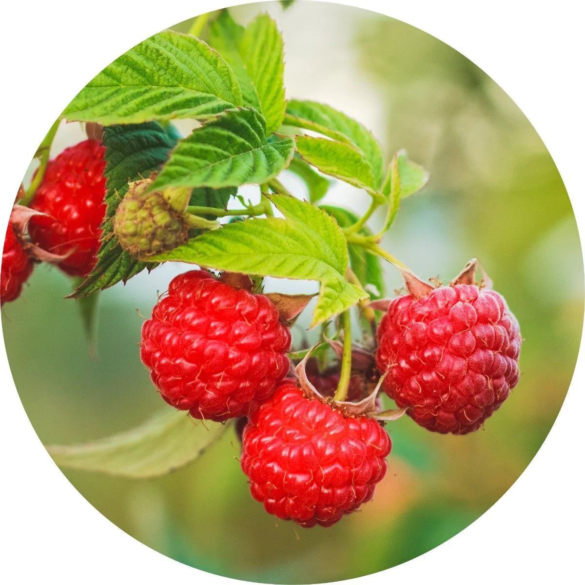 Living Libations Red Raspberry Seed Oil
