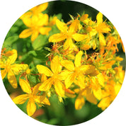 Living Libations Saint Johnswort Carrier Oil