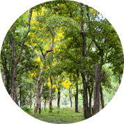 Living Libations Organic Sandalwood Essential Oil