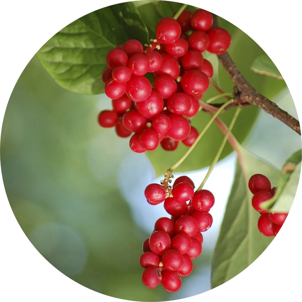 Living Libations Organic Schizandra Berry Essential Oil