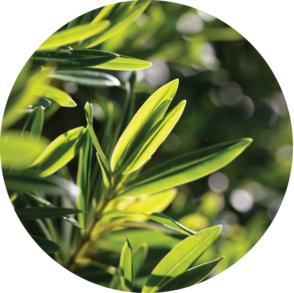 Living Libations Organic Tea Tree Essential Oil