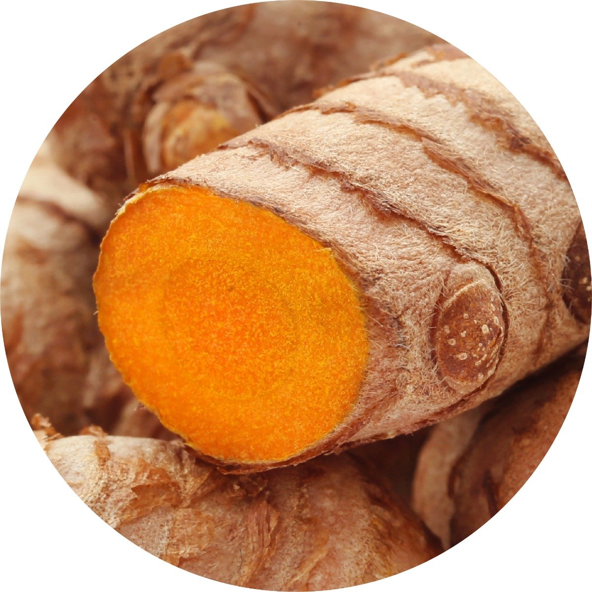 turmeric2_1024x1024_2x_5696779c-a528-4544-a93a-3c437ba291e5.jpg