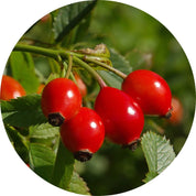 Living Libations Wild Rosehips Carrier Oil